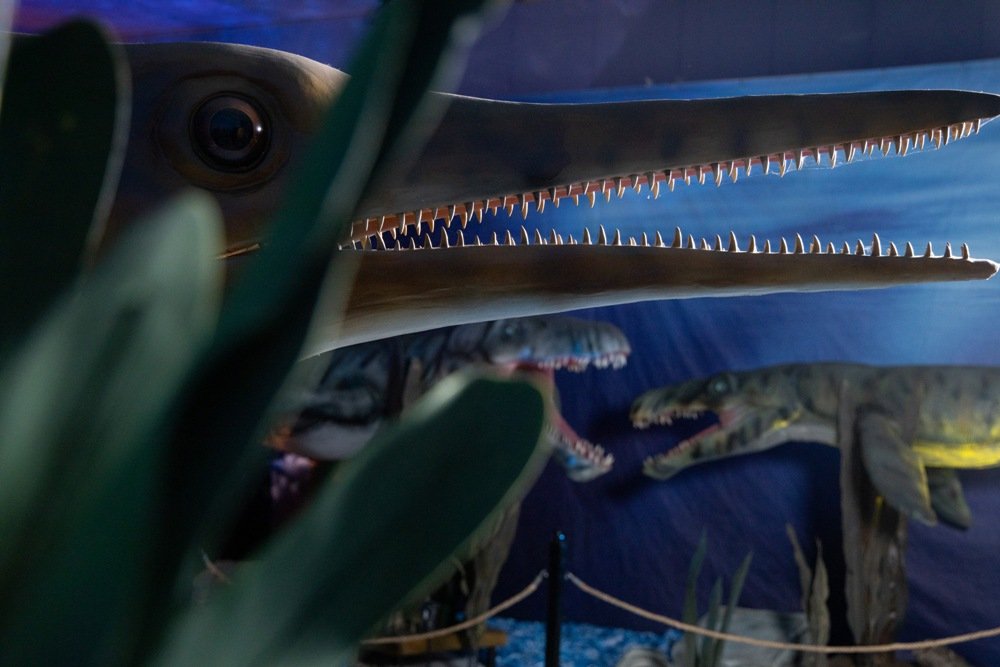 В Киеве на ВДНГ можно увидеть двухтонного крокодила и 13-метровую акулу: когда откроется и что вас ждет на новой выставке 2