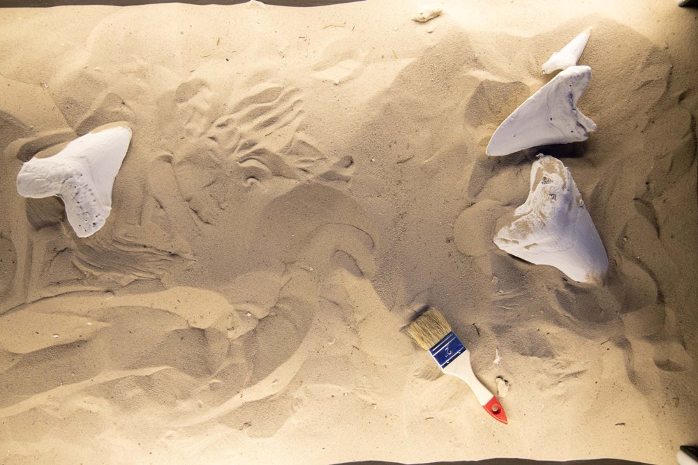 В Киеве на ВДНГ можно увидеть двухтонного крокодила и 13-метровую акулу: когда откроется и что вас ждет на новой выставке 4