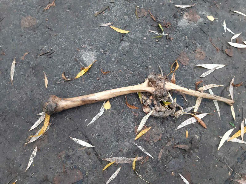 В Киеве на ВДНГ нашли человеческую руку: что произошло на самом деле 1