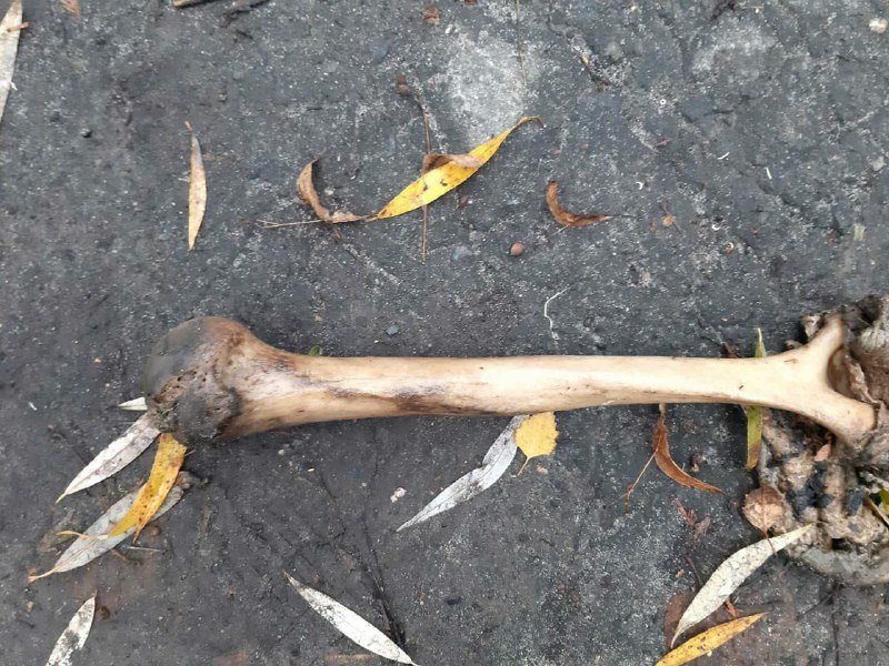 В Киеве на ВДНГ нашли человеческую руку: что произошло на самом деле 2