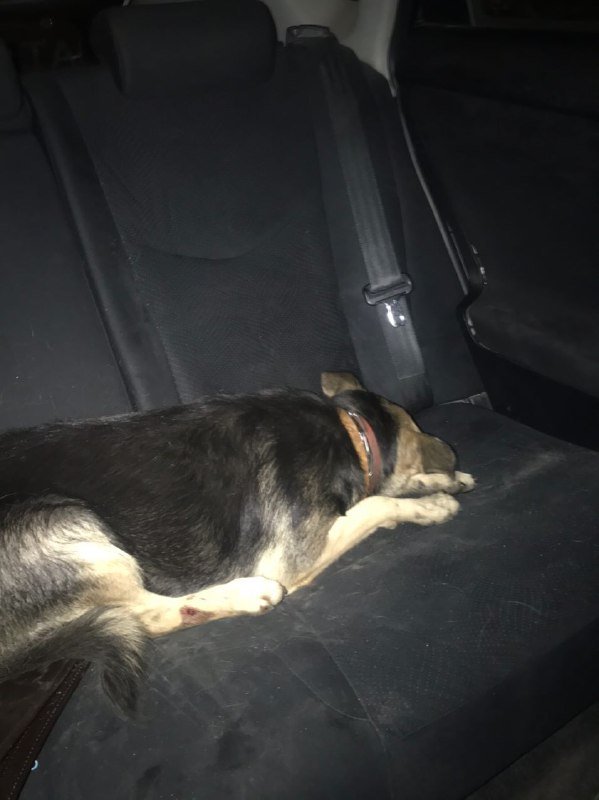 Водитель не знал, что делать со сбитой собакой