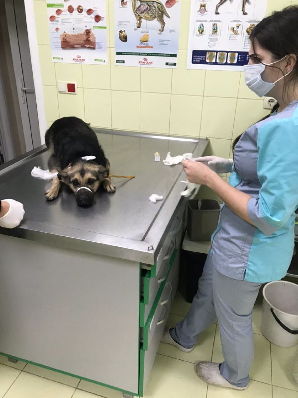 Патрульные забрали пса и привезли в клинику