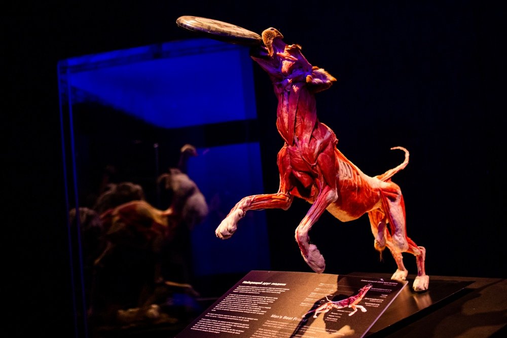 Что подарить ребенку на День Святого Николая и Новый год 3