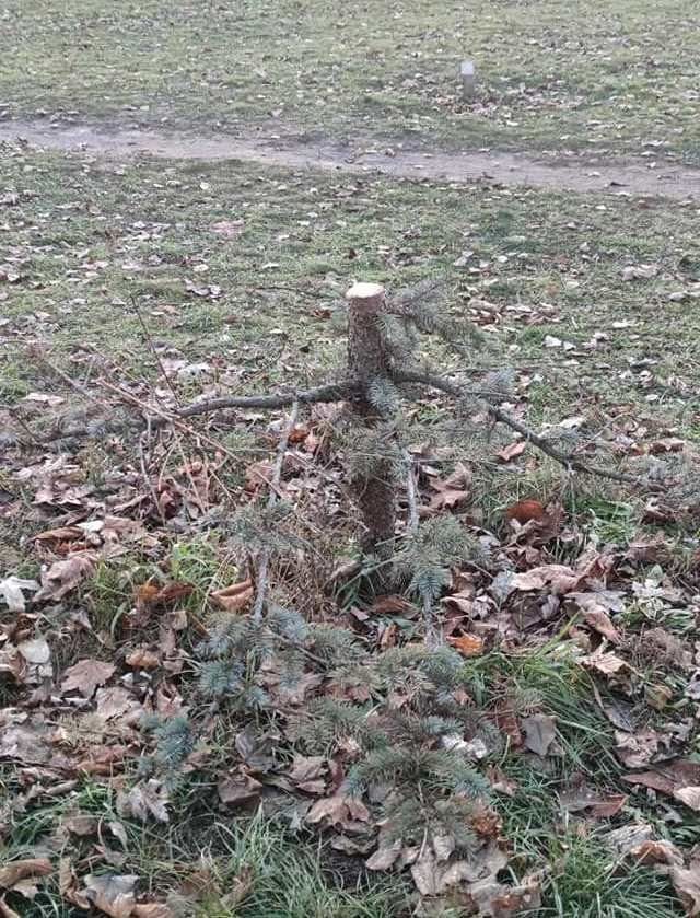 В Киеве неизвестные воруют елки прямо с улицы 1