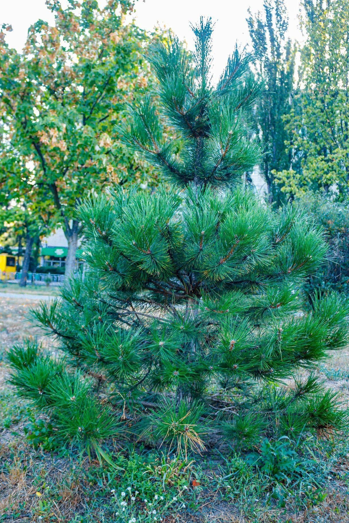 В Киеве на Русановке браконьеры уничтожили памятную сосну 1