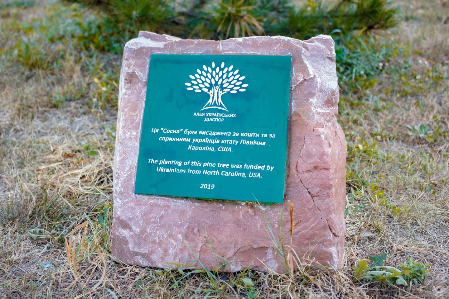 В Киеве на Русановке браконьеры уничтожили памятную сосну 2