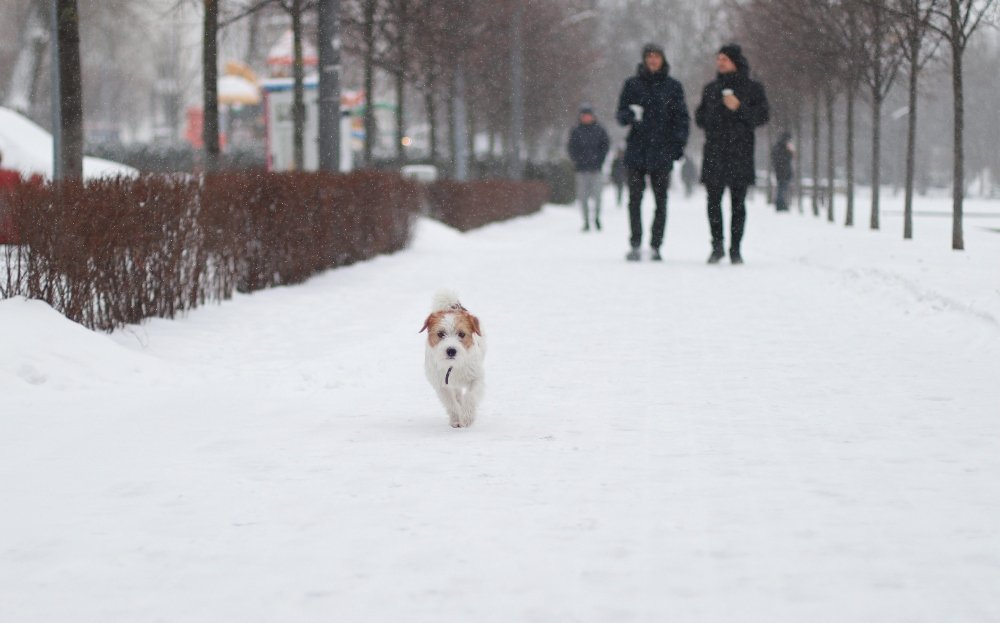 Снегопад в Киеве в лицах и пробках: как с утра выглядит столица во время непогоды 14