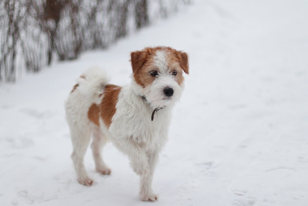 Снегопад в Киеве в лицах и пробках: как с утра выглядит столица во время непогоды 16