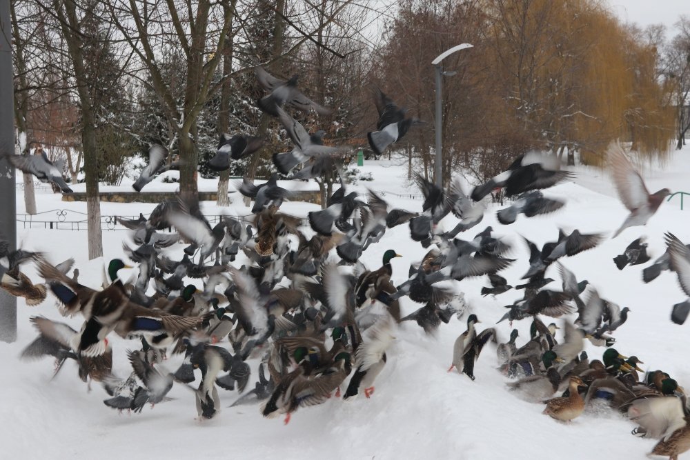 Снег, санки, лопаты, собаки и застрявшие машины: фоторепортаж с улиц Киева 9 февраля 2