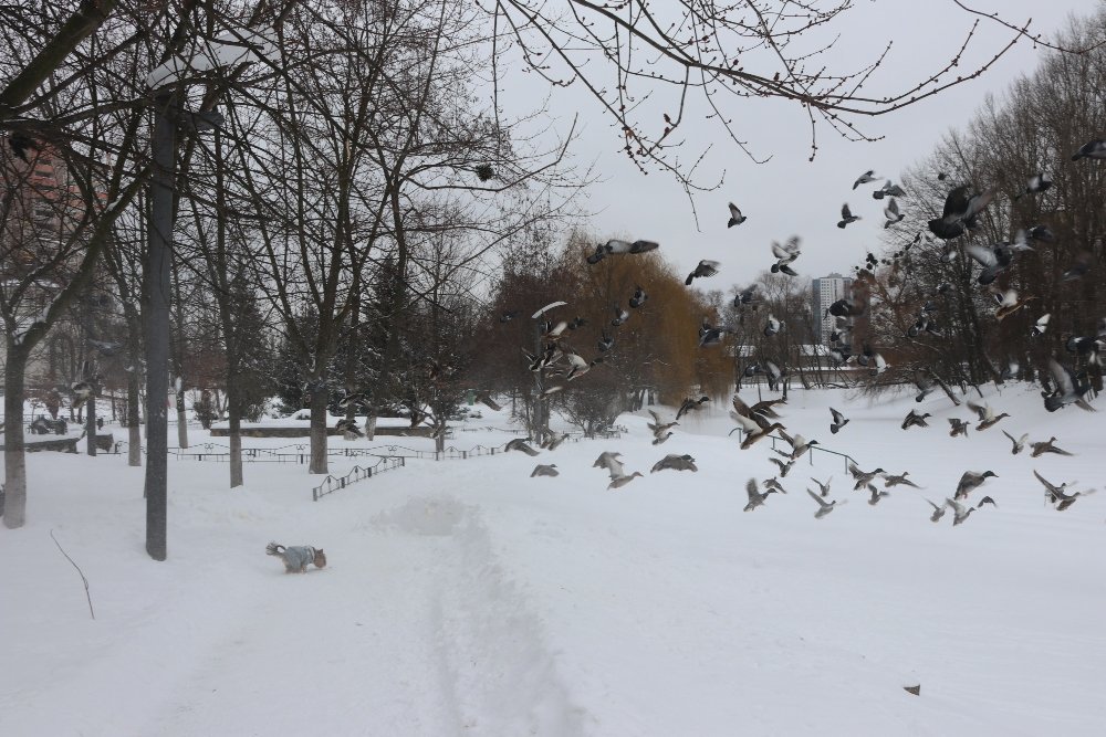 Снег, санки, лопаты, собаки и застрявшие машины: фоторепортаж с улиц Киева 9 февраля 3