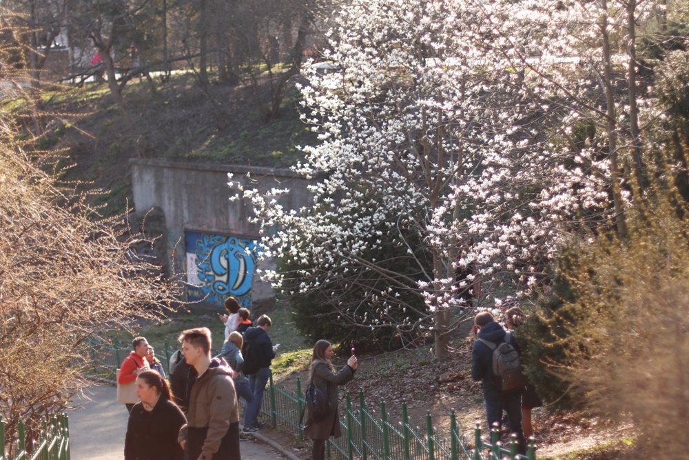 В ботсаду Фомина в Киеве зацвели первые магнолии: фоторепортаж 1