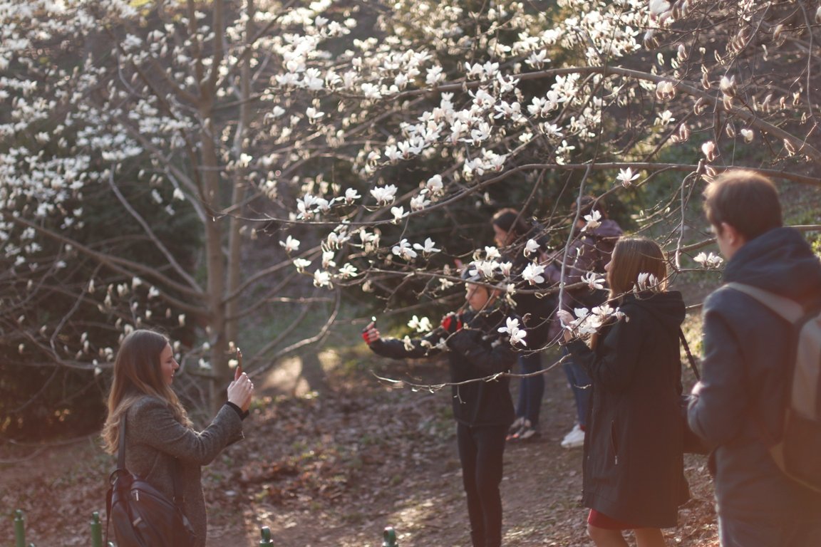 В ботсаду Фомина в Киеве зацвели первые магнолии: фоторепортаж 2