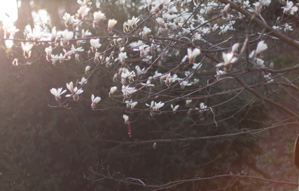 В ботсаду Фомина в Киеве зацвели первые магнолии: фоторепортаж 6