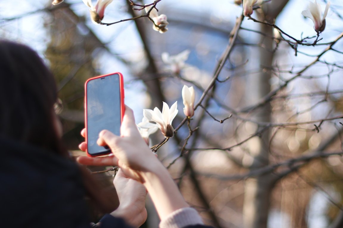В ботсаду Фомина в Киеве зацвели первые магнолии: фоторепортаж 7