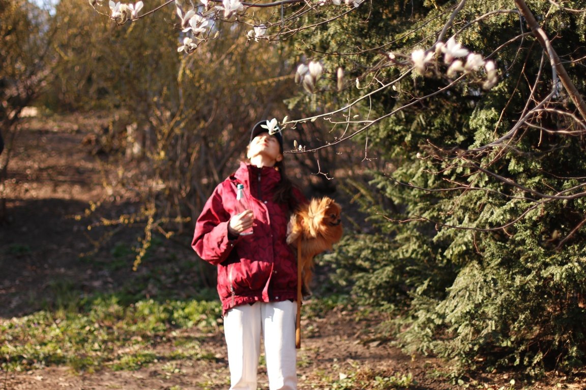 В ботсаду Фомина в Киеве зацвели первые магнолии: фоторепортаж 8