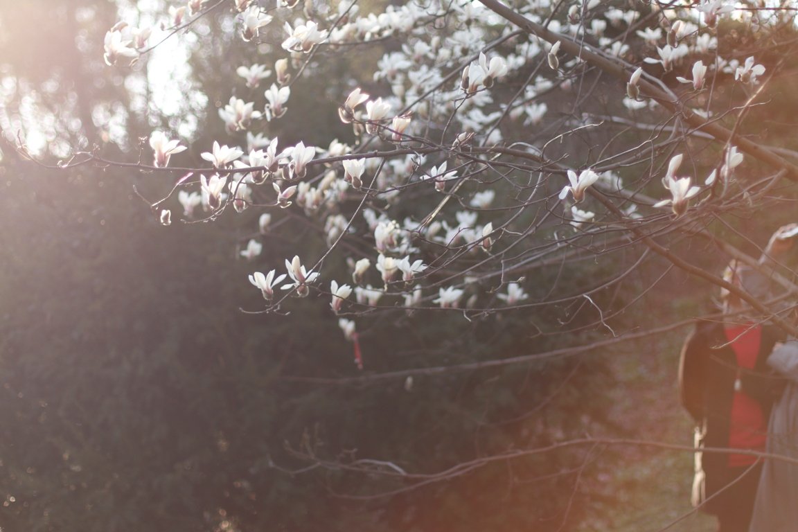 В ботсаду Фомина в Киеве зацвели первые магнолии: фоторепортаж 10