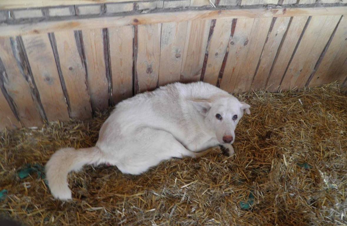 В Киеве мужчина морил голодом и издевался на девятью собаками 1