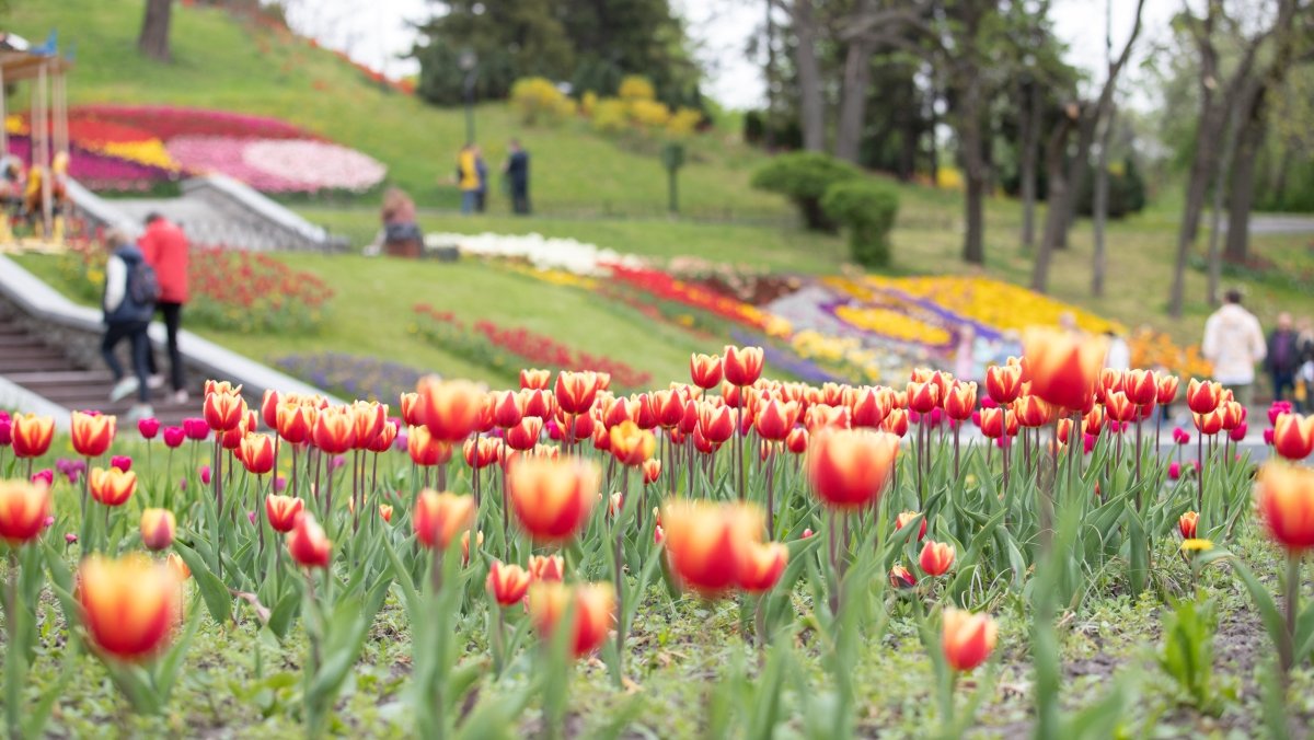 В Киеве открыли ежегодную выставку с более 700 000 тюльпанов: где сделать яркие фото 3