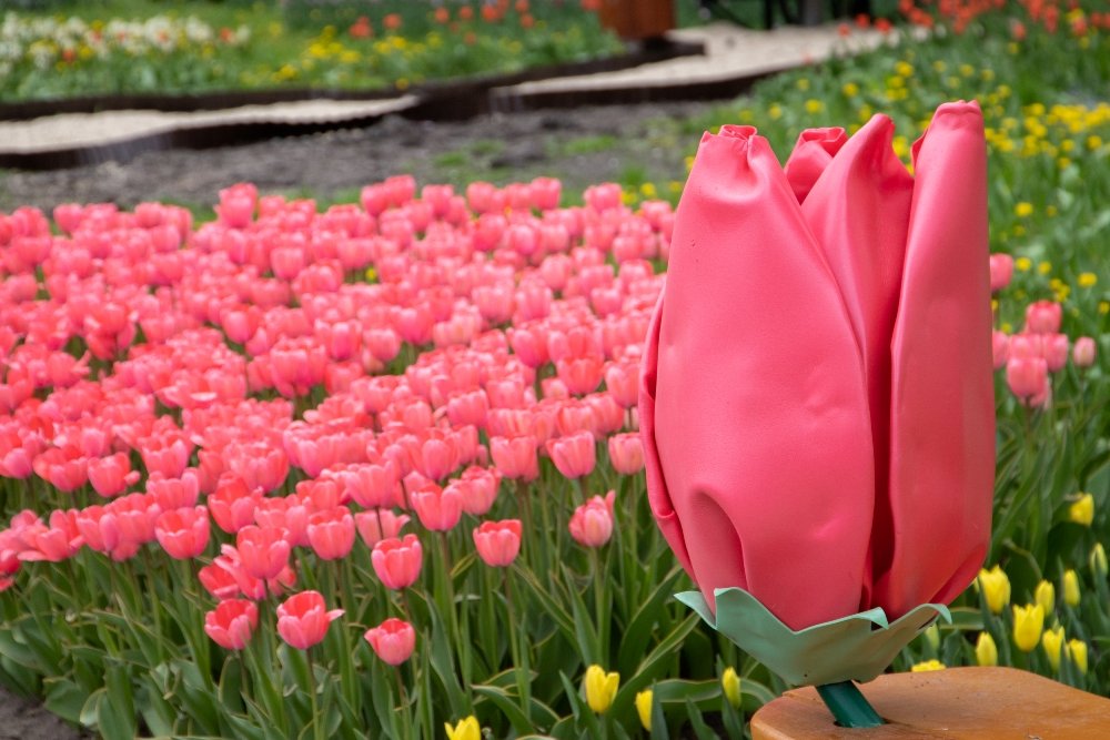 В Киеве открыли ежегодную выставку с более 700 000 тюльпанов: где сделать яркие фото 6