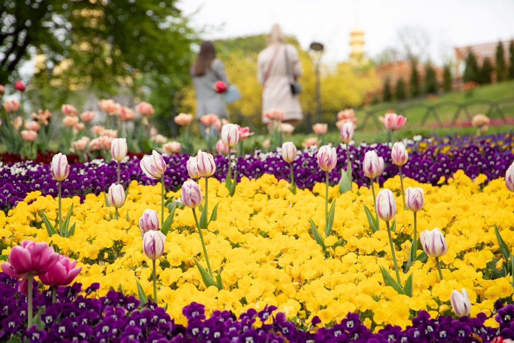 В Киеве открыли ежегодную выставку с более 700 000 тюльпанов: где сделать яркие фото 7
