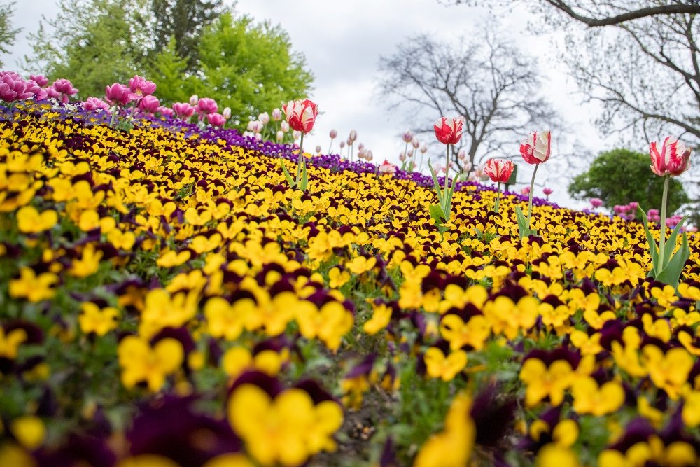 В Киеве открыли ежегодную выставку с более 700 000 тюльпанов: где сделать яркие фото 8