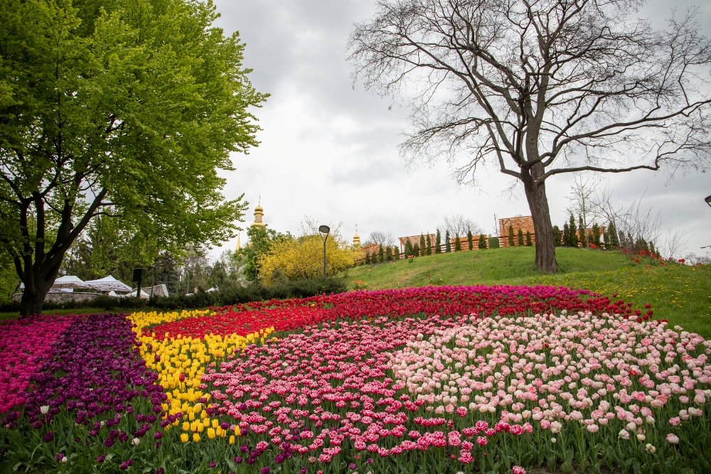 В Киеве открыли ежегодную выставку с более 700 000 тюльпанов: где сделать яркие фото 12