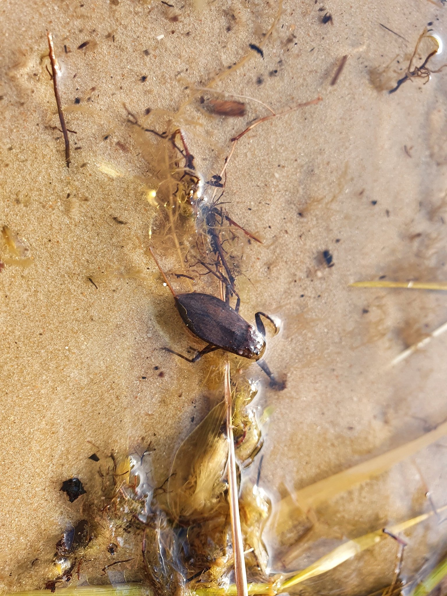 На пляже в Киеве заметили водяного скорпиона: опасно ли это 2
