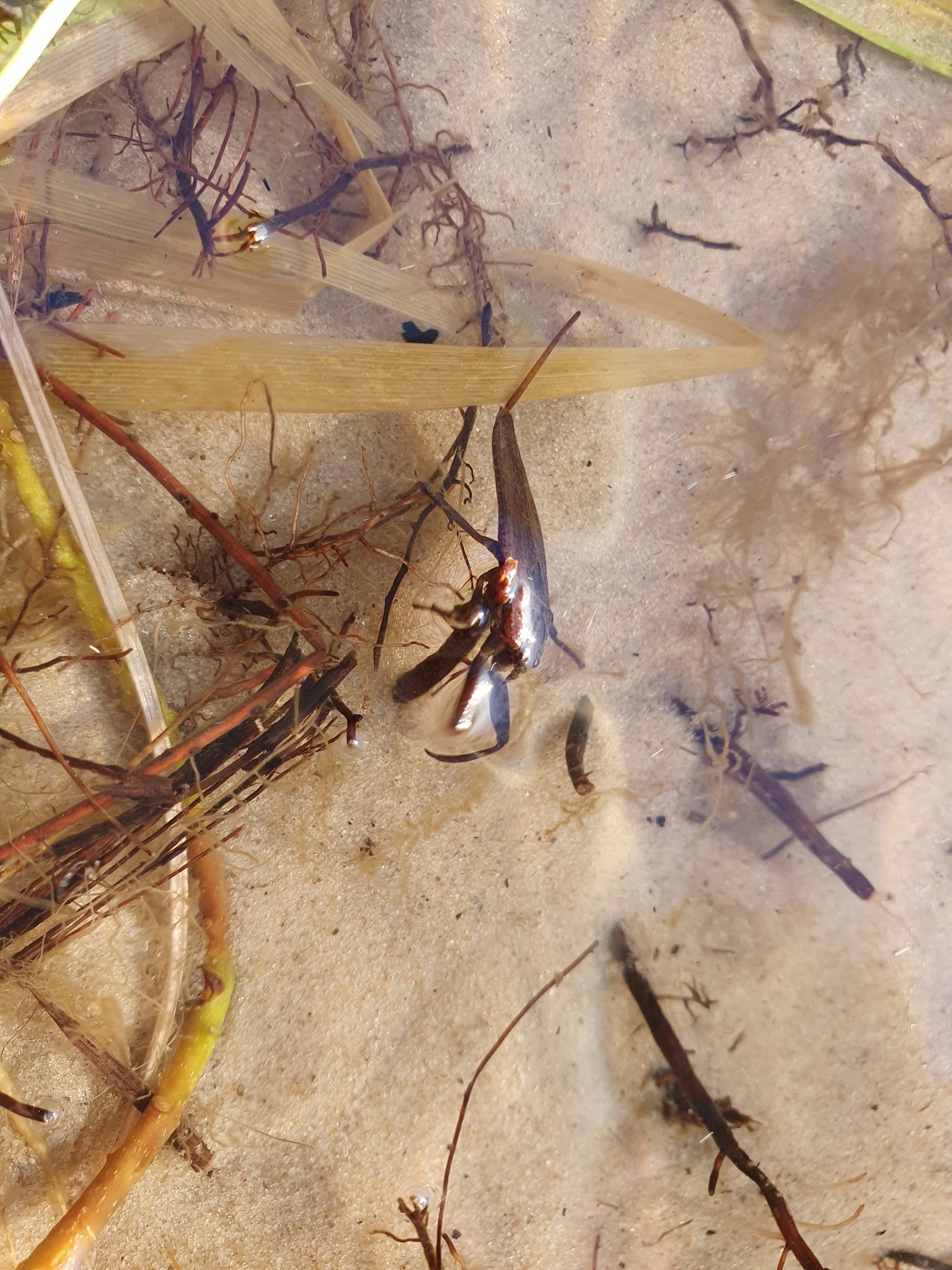 На пляже в Киеве заметили водяного скорпиона: опасно ли это 3