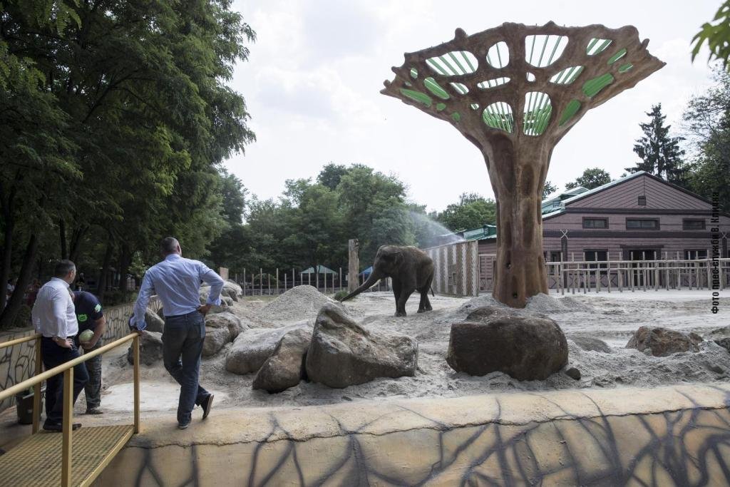 В День слона в киевском зоопарке обновили летний вольер: как он выглядит и что изменилось 3