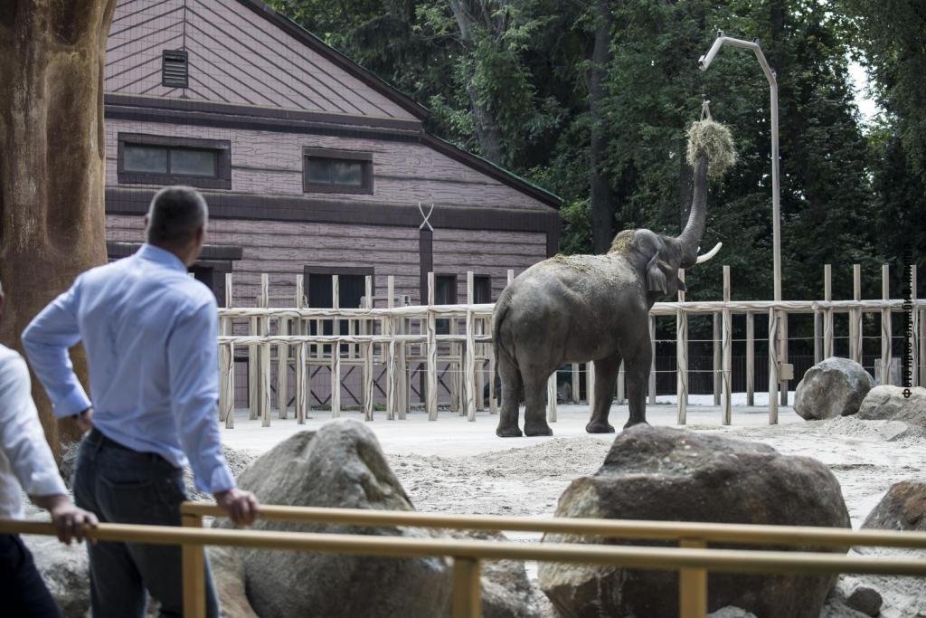 В День слона в киевском зоопарке обновили летний вольер: как он выглядит и что изменилось 4