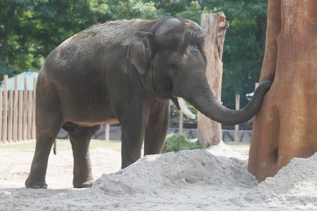 В День слона в киевском зоопарке обновили летний вольер: как он выглядит и что изменилось 5