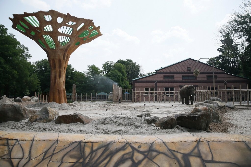 В День слона в киевском зоопарке обновили летний вольер: как он выглядит и что изменилось 6