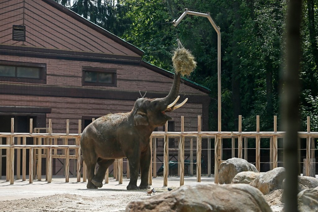 В День слона в киевском зоопарке обновили летний вольер: как он выглядит и что изменилось 8