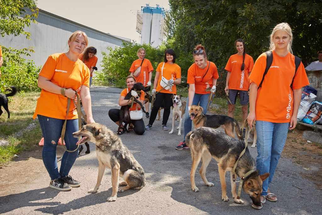 Как животным из приютов помогают найти дом 1