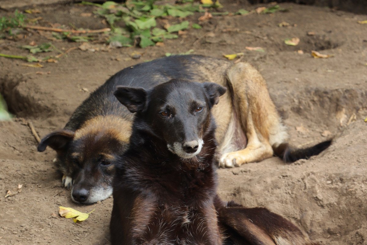 Как животным из приютов помогают найти дом 2