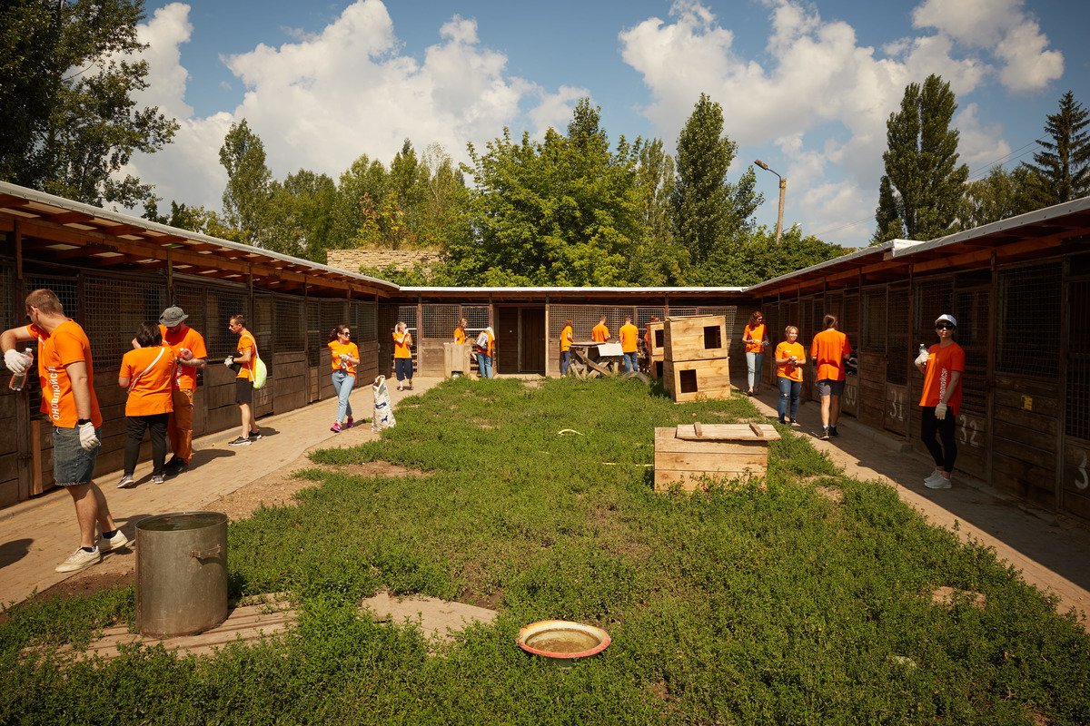 Как животным из приютов помогают найти дом 5