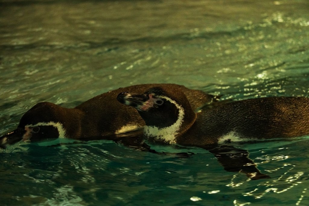 В аэропорт "Борисполь" прилетели пингвины 2