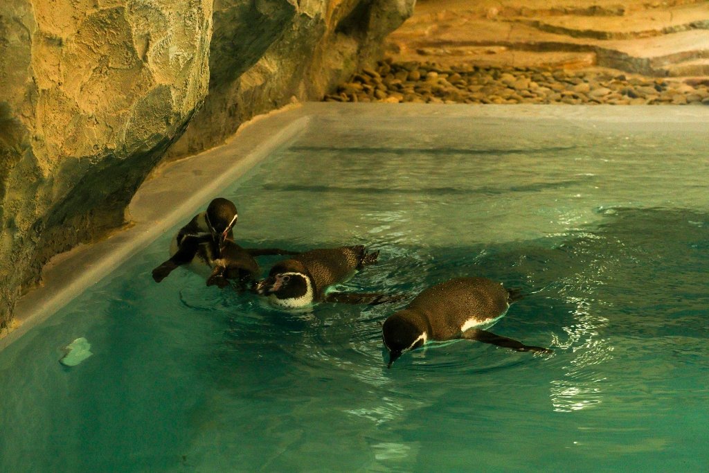 В аэропорт "Борисполь" прилетели пингвины 3