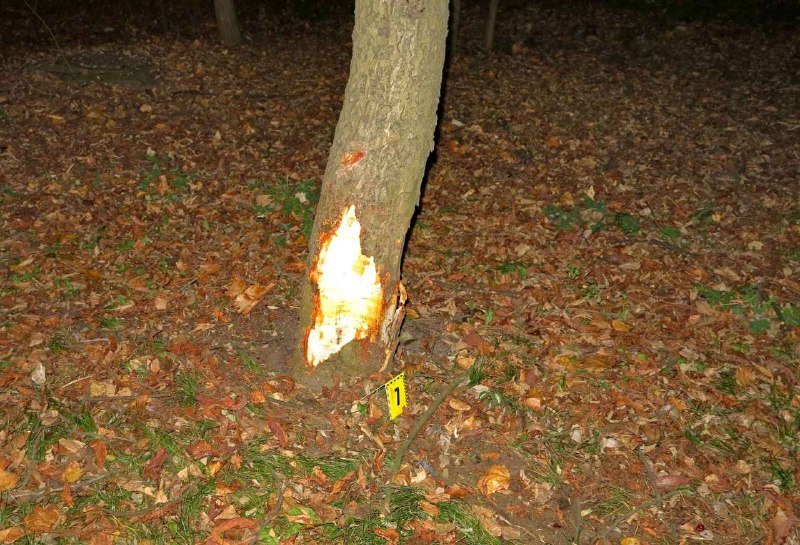 В Киеве водителю такси стало плохо за рулем: автомобиль слетел с дороги и остановился в дереве 6