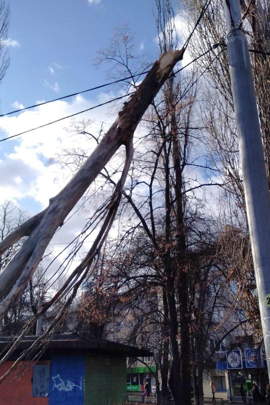 В Киеве штормовым ветром повалило более сотни деревьев 2