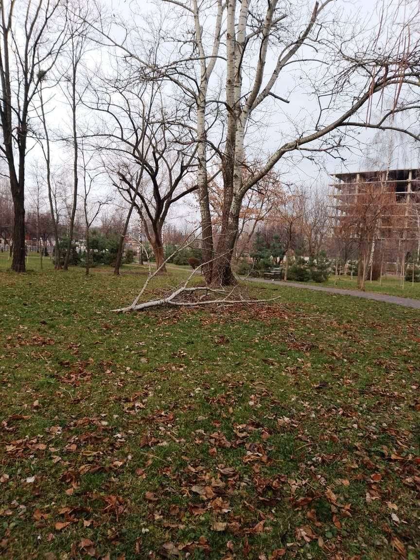 В Киеве штормовым ветром повалило более сотни деревьев 4