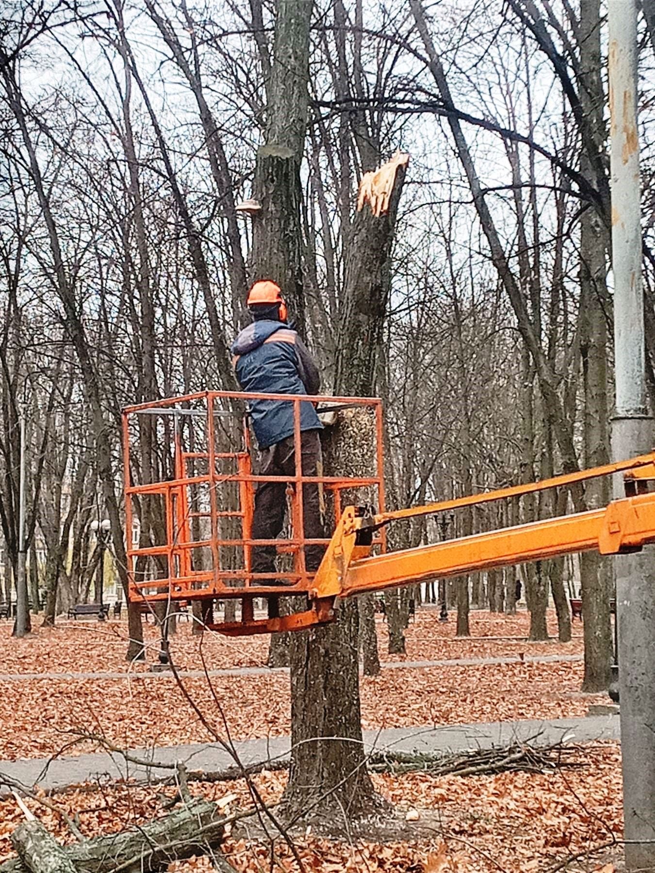 В Киеве штормовым ветром повалило более сотни деревьев 8
