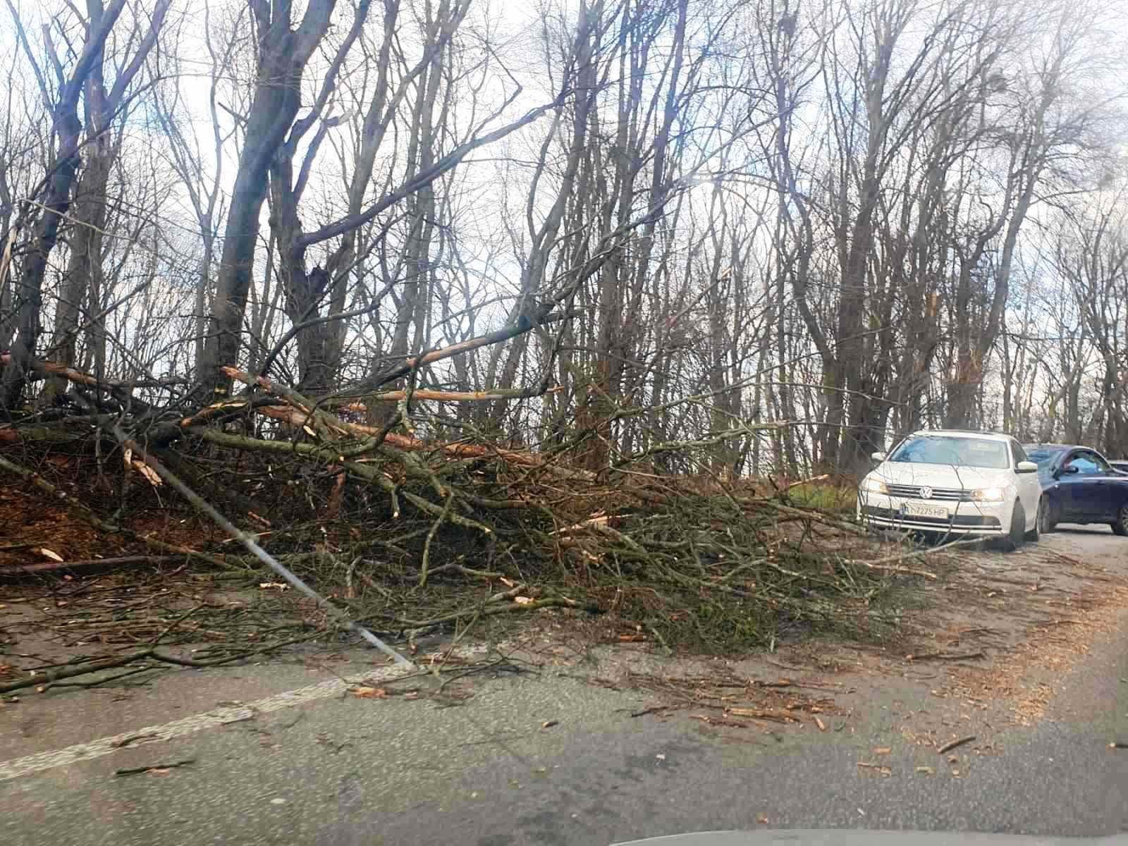 В Киеве штормовым ветром повалило более сотни деревьев 10