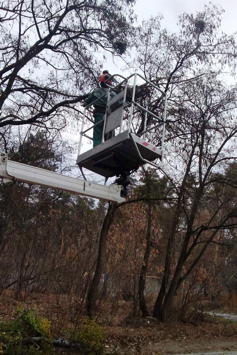 В Киеве штормовым ветром повалило более сотни деревьев 14
