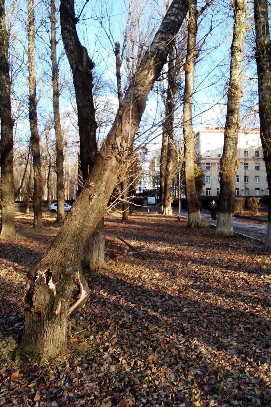 В Киеве штормовым ветром повалило более сотни деревьев 18