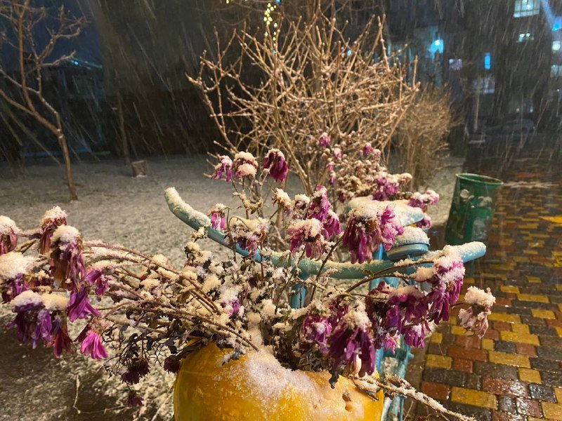 Киев начало засыпать снегом: первые фото и видео с улиц города 13