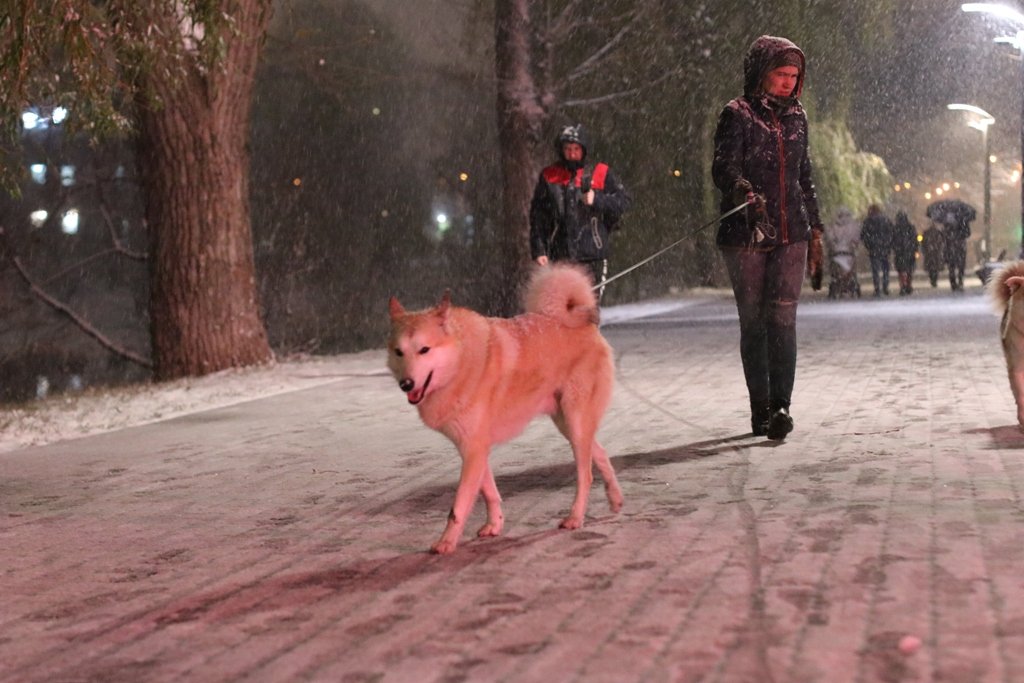 Первый снег в Киеве: фоторепортаж с заснеженных улиц 9