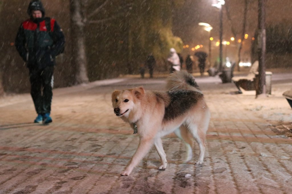 Первый снег в Киеве: фоторепортаж с заснеженных улиц 10