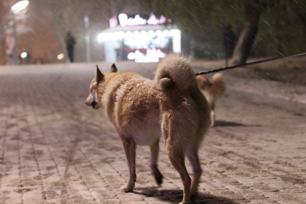 Первый снег в Киеве: фоторепортаж с заснеженных улиц 11