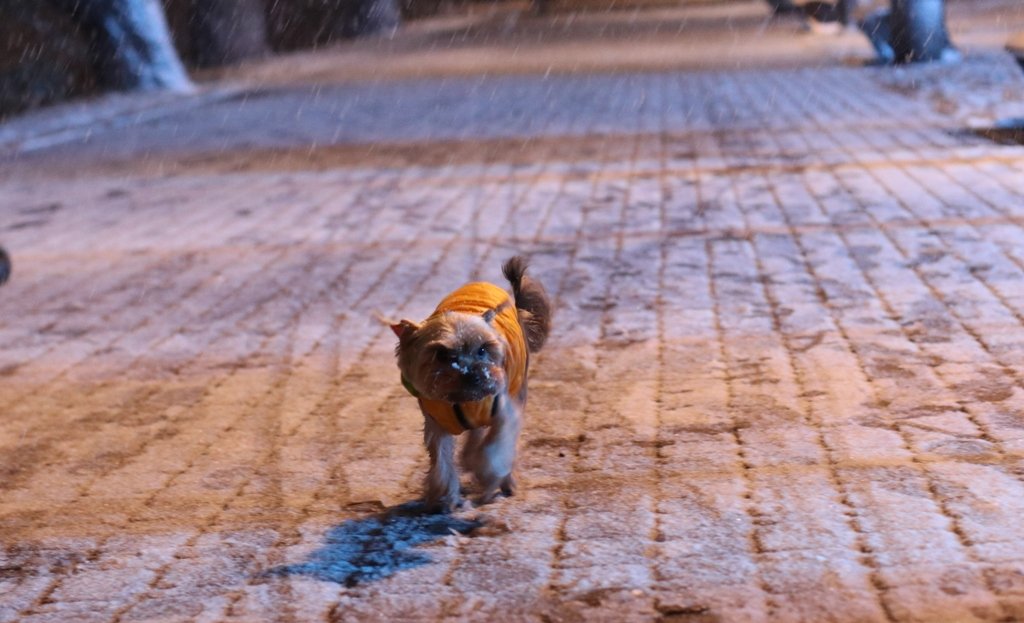 Первый снег в Киеве: фоторепортаж с заснеженных улиц 13